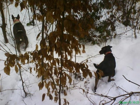 Spoločna polovačka vypustenie psiv