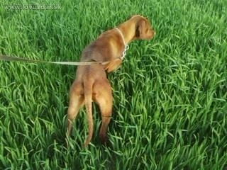 začiatky vystavovania