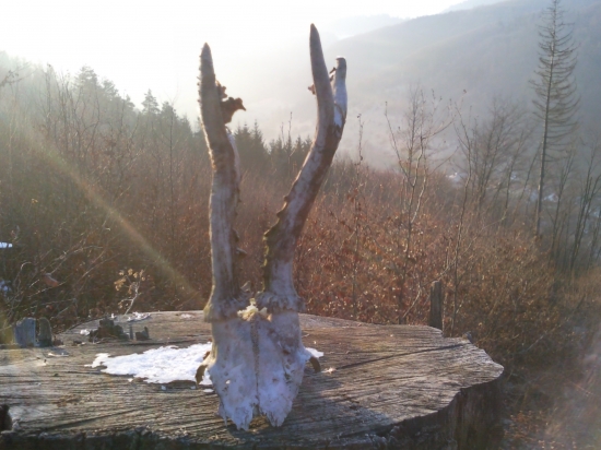 Prvý uhyn-potešil ale škoda srnčeka