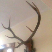 Zhody na drevenej lebke