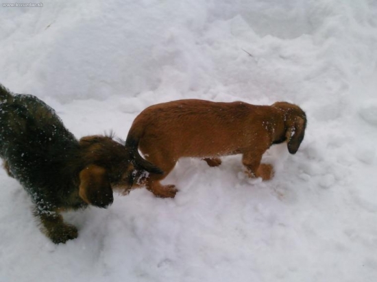 Max a Any-jazvečíky