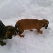 Max a Any-jazvečíky