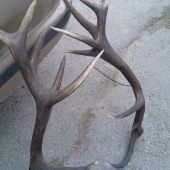 osemnastorak zo štiavnika