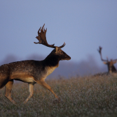 Mladík na rujovisku
