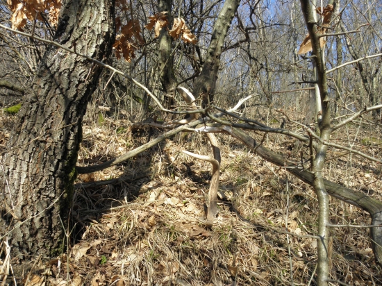 Rastú aj zo zeme.. :)