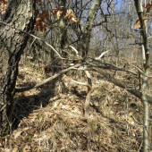 Rastú aj zo zeme.. :)