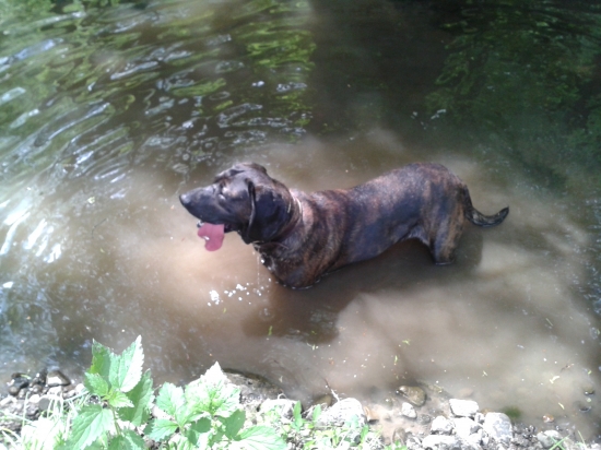 Keď sa hastrmani vyháňali... :)