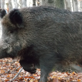 Mastnučký..