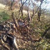 A trón ostal voľný...