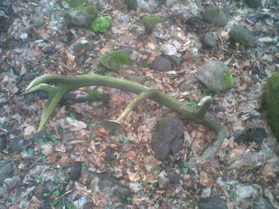 Kamarátov je stále zelenší..3kg