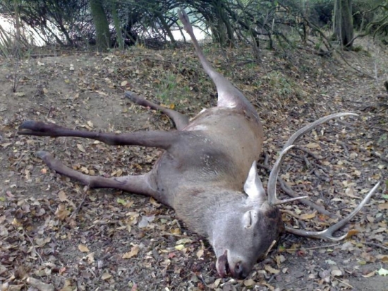 zo suboja,smrtelná rana pod lopatkou