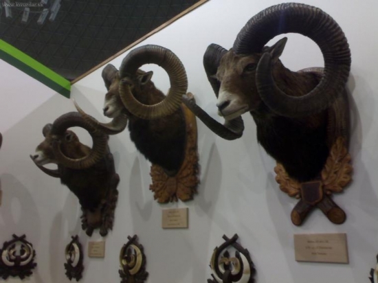 BRNO-špičkové trofeje