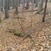 Starý