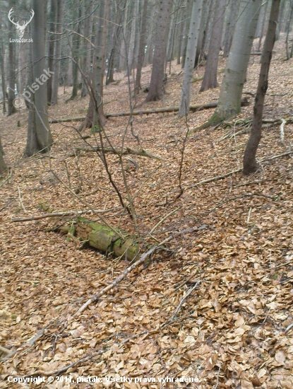 Starý