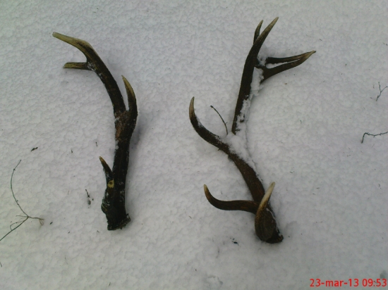 Trpezlivosť parohy prináša