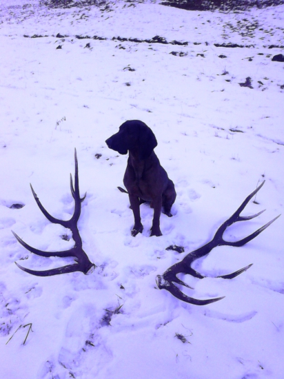 Nález štvornohého kamaráta.