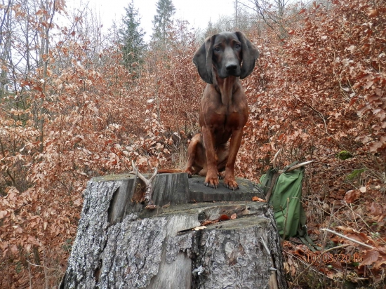 Rony a jeho 1. srnčí zhod