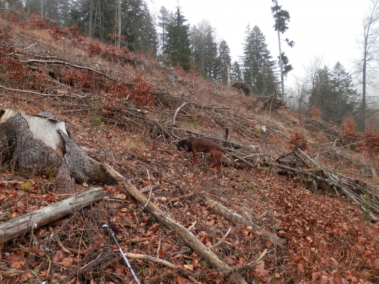 Dohľadaný do páru