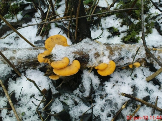 Kuriatka nájdené 2.1.2010