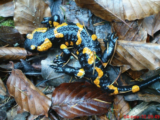 Salamandra