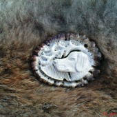 Kopov