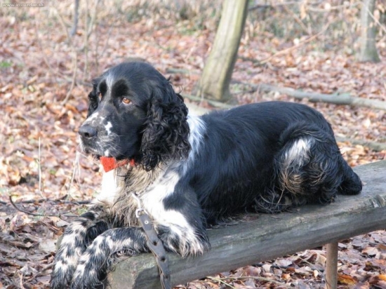 odpočinek po nahánce