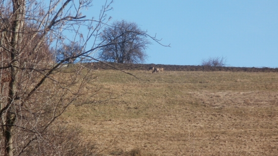 ranná