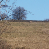 ranná