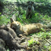 úspešné norovanie