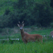 Mladík prišiel na píšťalku