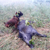 1. Tohoročná - Afra Horár sever