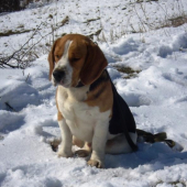 Borko