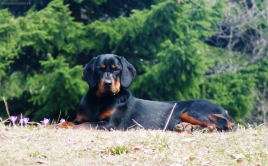 Kyra z Čerešňovej