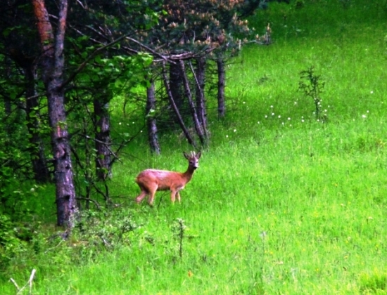 Jednotka