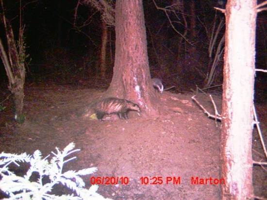 Samica s odrasteným mláďaťom