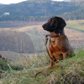 Dandy Tri studne