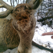 Jeleň krivá hlava 1