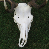 Jeleň krivá hlava 2