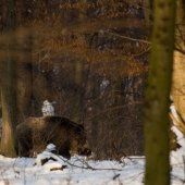 ... potiahnuť... nepotiahnuť ?