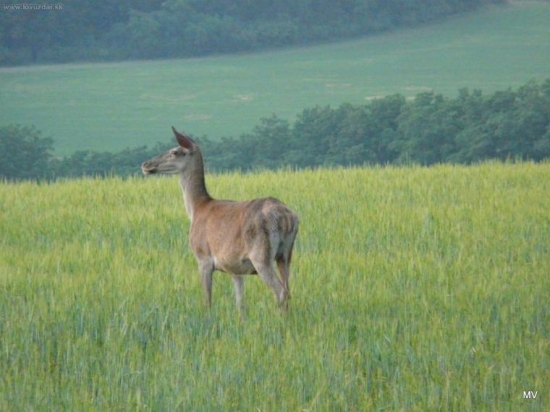 Jelenia zver