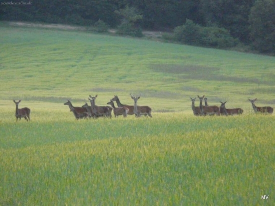 Jelenia zver