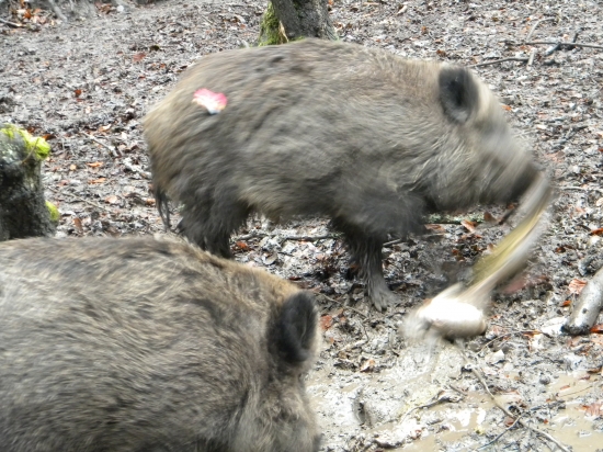 Diviak ktoremu sa nechce spat