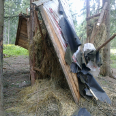 Krmelec po pade stromu