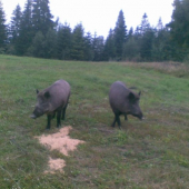 Naozaj ušli z oplotku