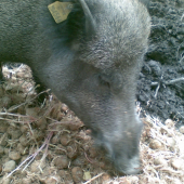 spomienka na našho kanca