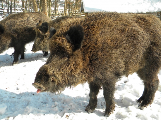 nauspešny odchyt v oplotku