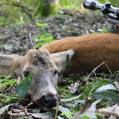 jednorožec pre šťastie ...