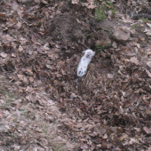 biely braček
