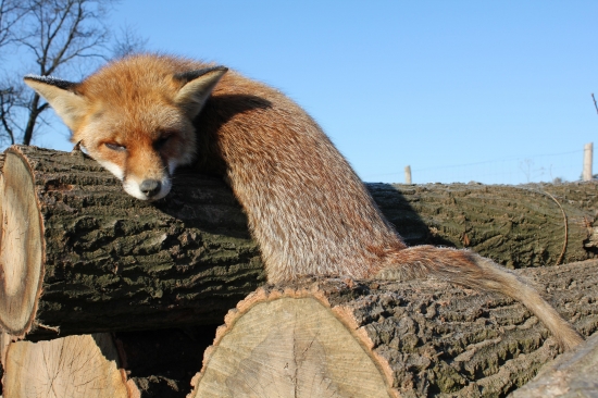 Starý prašivák ...