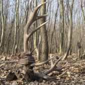 smrť chodí po horách ...
